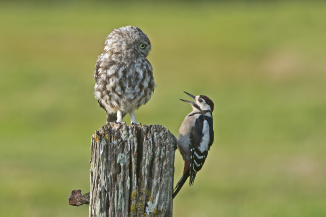 Обои картинки фото животные, птицы, дятел, сова