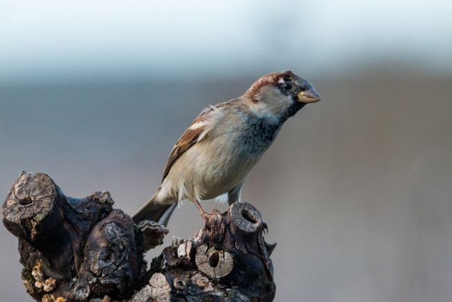 Обои картинки фото животные, воробьи, воробей