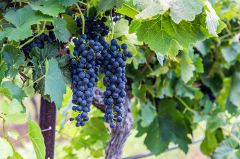 Картинка природа Ягоды +виноград лоза