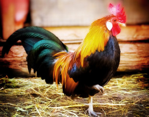 Картинка животные куры +петухи петух