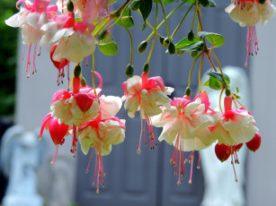 Картинка цветы фуксия бутоны висячие