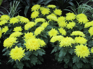 Картинка цветы хризантемы желтый