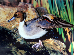 Картинка животные утки селезень