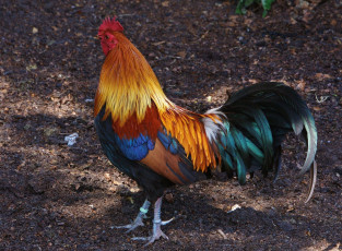 Картинка животные куры +петухи петух
