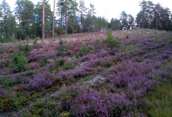 Картинка природа луга вереск