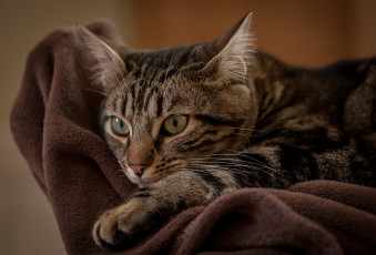 Картинка животные коты киса