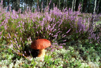 Картинка природа грибы мох вереск боровик