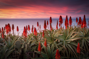 Картинка цветы рассвет