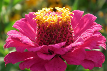 Картинка цветы цинния розовый макро