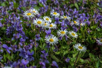 Картинка цветы лцг