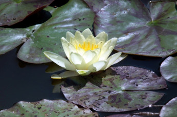 Картинка цветы лилии+водяные +нимфеи +кувшинки белая лилия листья вода