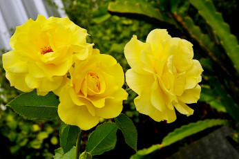 Картинка цветы розы цветок