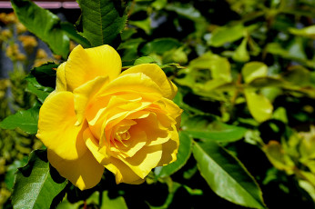 Картинка цветы розы цветок