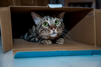 Картинка животные коты киса