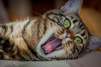 Картинка животные коты киса