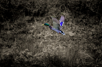 Картинка животные утки птица природа утка