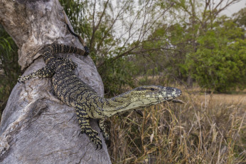 Картинка животные Ящерицы +игуаны +вараны ящерка