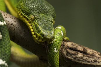 Картинка животные змеи +питоны +кобры змея