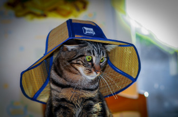 Картинка животные коты киса