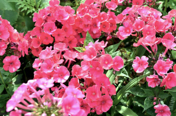 Картинка цветы флоксы розовый