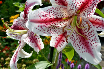 Картинка цветы лилии +лилейники крапинки