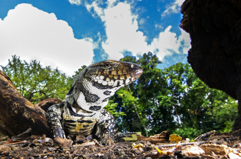 Картинка животные Ящерицы +игуаны +вараны варанчик