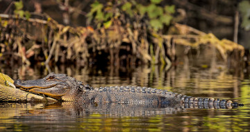 Картинка животные крокодилы крокодил