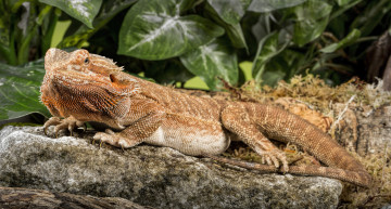 Картинка животные Ящерицы +игуаны +вараны ящерка