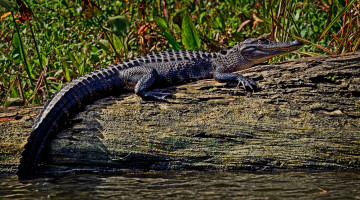 Картинка животные крокодилы крокодил