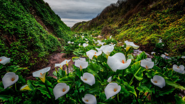 Картинка цветы каллы побережье