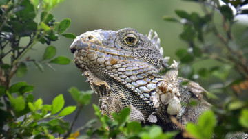 Картинка животные Ящерицы +игуаны +вараны варанчик