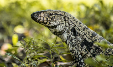 Картинка животные Ящерицы +игуаны +вараны варанчик