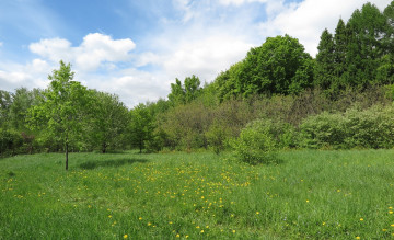 Картинка природа луга деревья луг