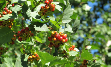 Картинка природа Ягоды боярышник