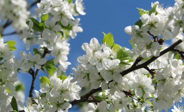 Картинка цветы цветущие+деревья+ +кустарники ветка