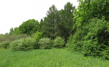 Картинка природа луга деревья луг