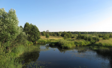 Картинка природа пейзажи лес река