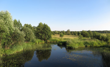 Картинка природа пейзажи лес река