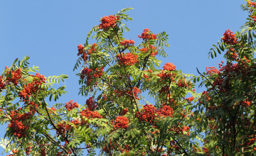 Картинка природа Ягоды +рябина плоды рябина обыкновенная