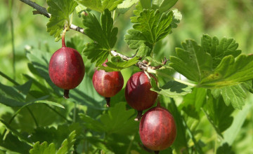 Картинка природа Ягоды крыжовник