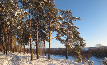 Картинка природа зима деревья снег