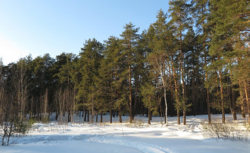 Картинка природа зима деревья снег