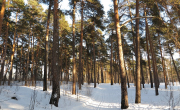 Картинка природа зима деревья снег