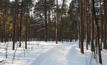 Картинка природа зима деревья снег