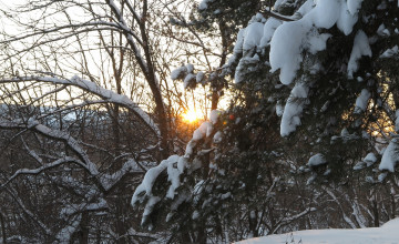 Картинка природа зима лучи деревья снег