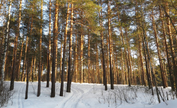 Картинка природа зима снег деревья