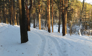 Картинка природа зима снег деревья