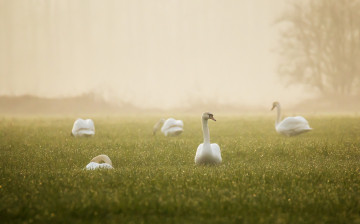 Картинка животные гуси