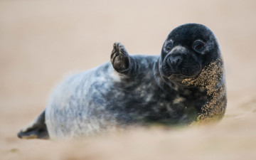 Картинка животные тюлени +морские+львы +морские+котики лапа песок нерпа