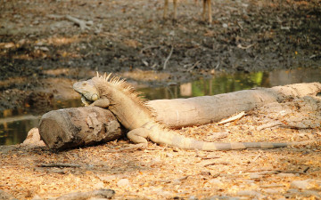 Картинка животные Ящерицы +игуаны +вараны ящерица